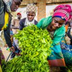 Teebäuerinnen in Ruanda liefern ihre Ernte in einer Sammelstelle der Oikocredit-Partnerorganisation Karongi Tea Factory ab.